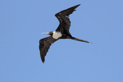 Magnificent Frigatebird