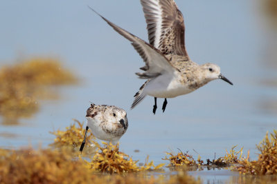 Sanderling