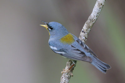 Northern Parula