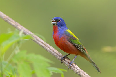 Painted Bunting