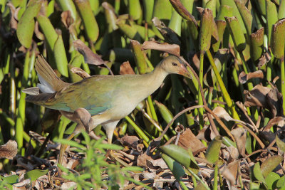 Purple Gallinule