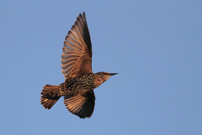 European Starling