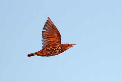 European Starling