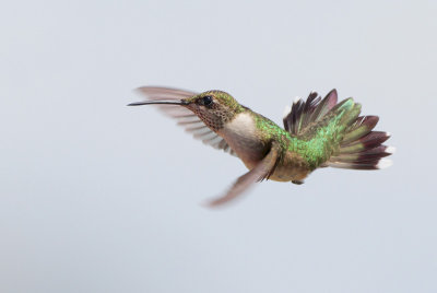 Ruby-throated Hummingbird