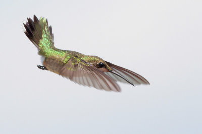 Ruby-throated Hummingbird