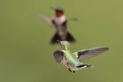 Ruby-throated Hummingbird