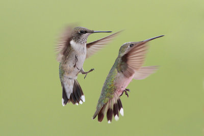 Ruby-throated Hummingbird