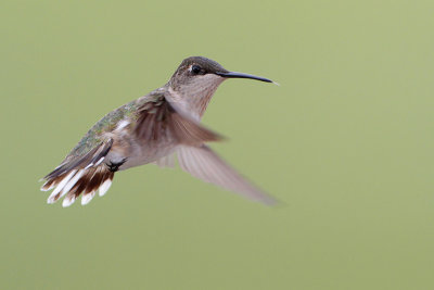 Ruby-throated Hummingbird