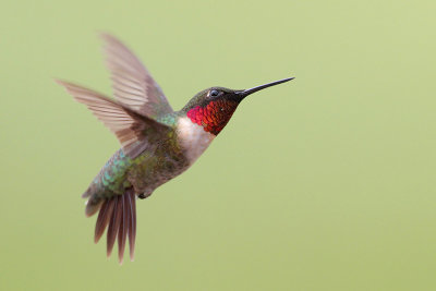 Ruby-throated Hummingbird