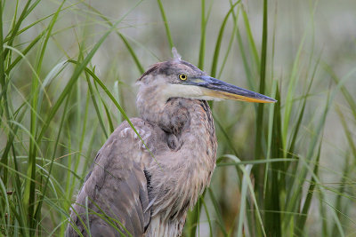 Great Blue Heron