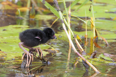 Purple Gallinule