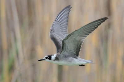 Black Tern