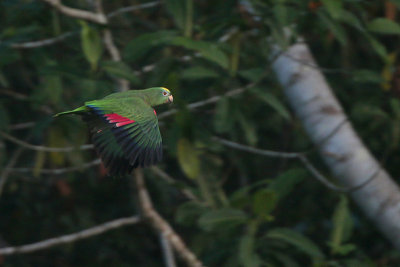 Yellow-crowned Parrot