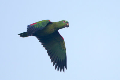 Yellow-crowned Parrot