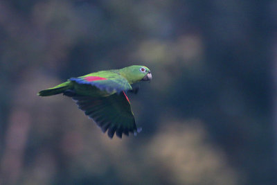 Yellow-crowned Parrot