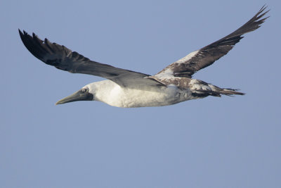 Masked Booby