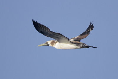 Masked Booby