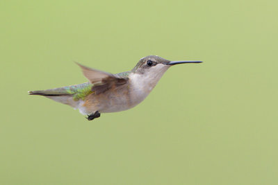 Ruby-throated Hummingbird