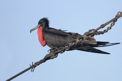 Magnificent Frigatebird