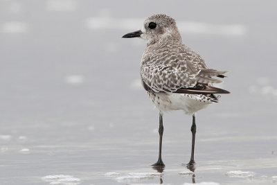 Black-bellied Plover