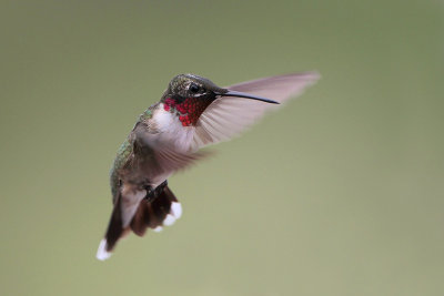 Ruby-throated Hummingbird