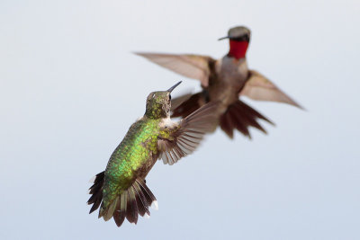 Ruby-throated Hummingbird