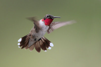 Ruby-throated Hummingbird