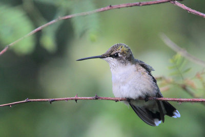 Ruby-throated Hummingbird