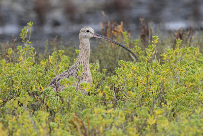 Long-billed Curlew