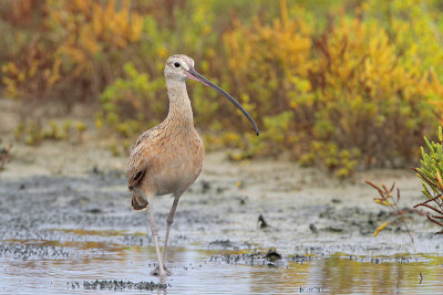 Long-billed Curlew