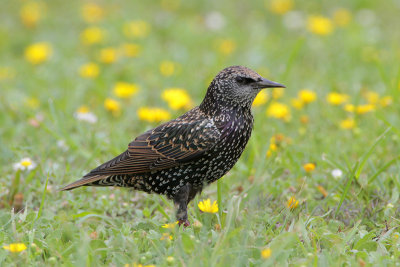 European Starling