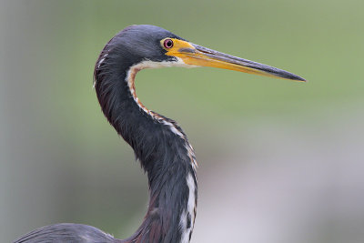 Tricolored Heron