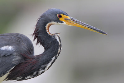 Tricolored Heron