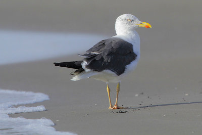 Lesser Black-backed Gull