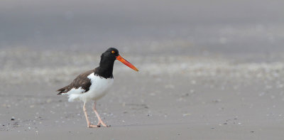 American Oystercatcher