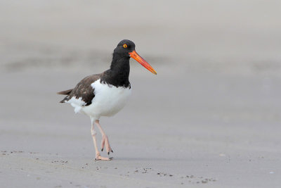 American Oystercatcher