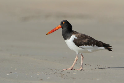 American Oystercatcher