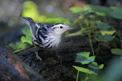 Black-and-white Warbler