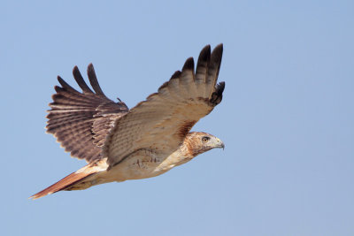 Red-tailed Hawk