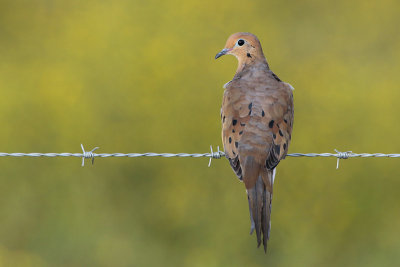 Mourning Dove