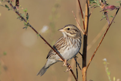 Savannah Sparrow