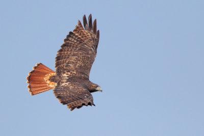 Red-tailed Hawk