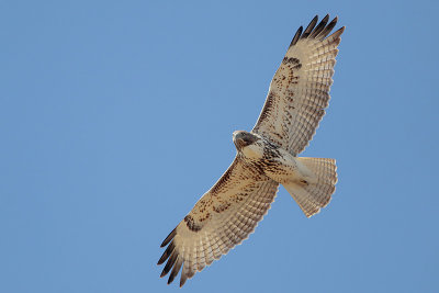 Red-tailed Hawk