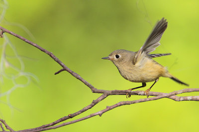 Ruby-crowned Kinglet