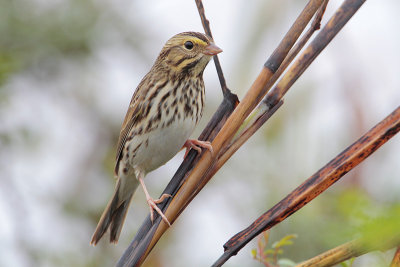 Savannah Sparrow