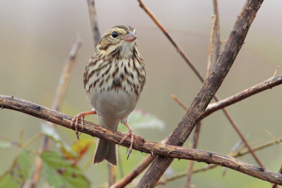 Savannah Sparrow