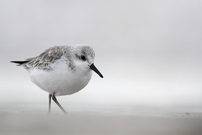 Sanderling