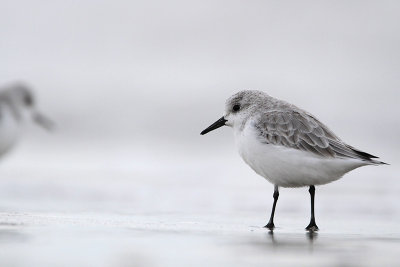 Sanderling