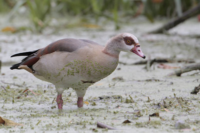 Egyptian Goose