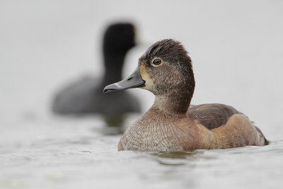 Ring-necked Duck